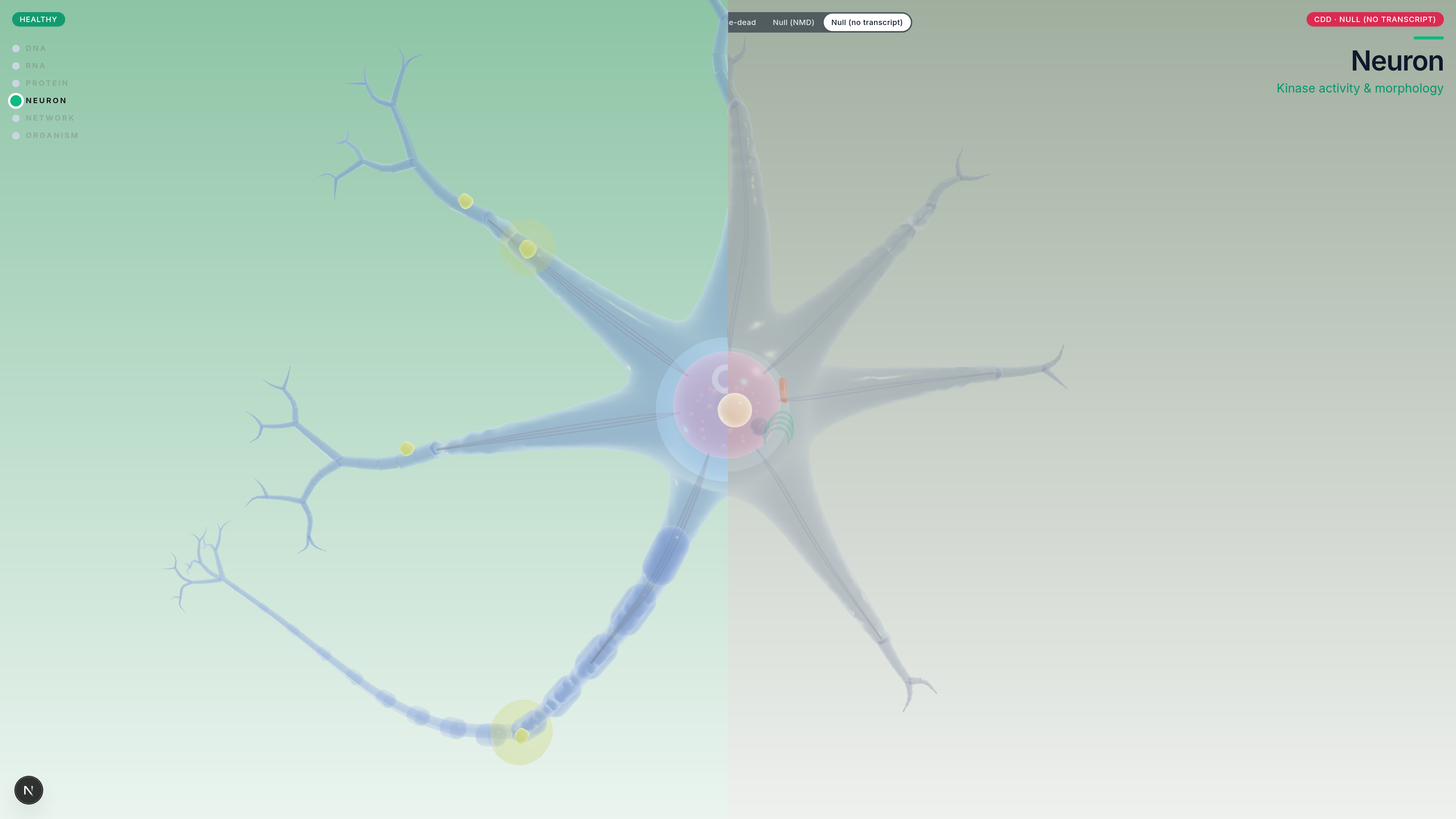 CDKL5 Gene Atlas — detail 1